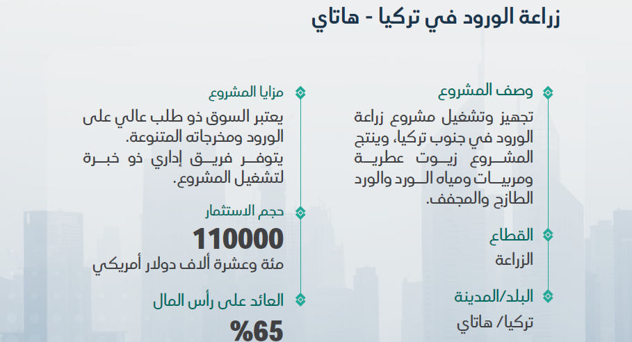 زراعة الورود في تركيا - هاتاي