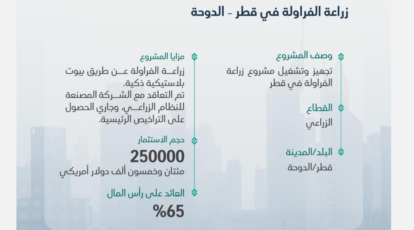 زراعة الفراولة في قطر - الدوحة